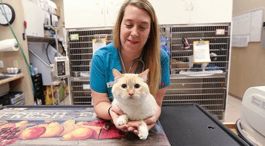 Cat Friendly Practice