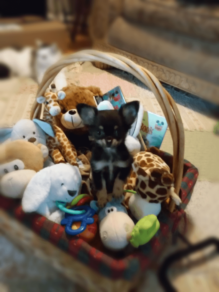 Bukowski bears sweden picture