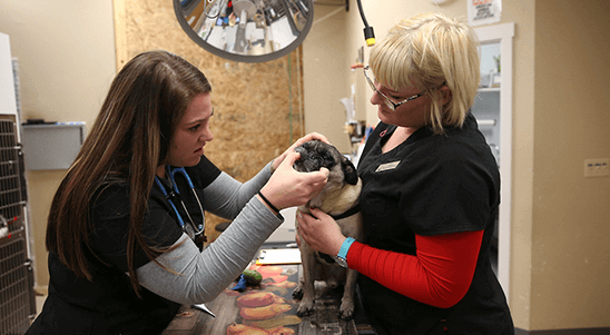 Vet Near Me 98370 - Urgent Vet Care - Poulsbo Animal Clinic