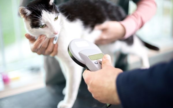 Cat getting scanned for a microchip