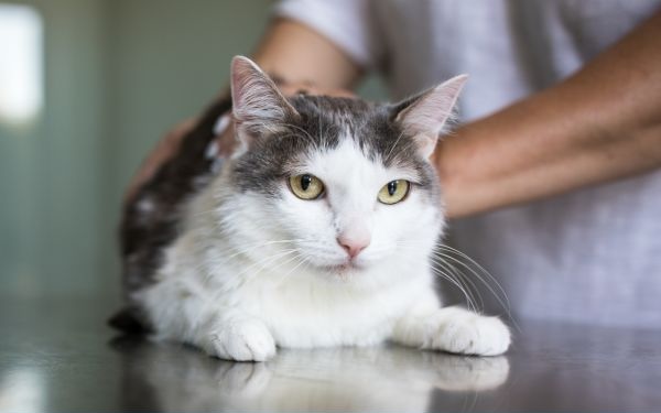 Cat on a veterinary exam table