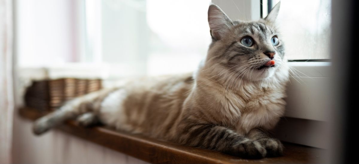 Cat sitting in a windowsill