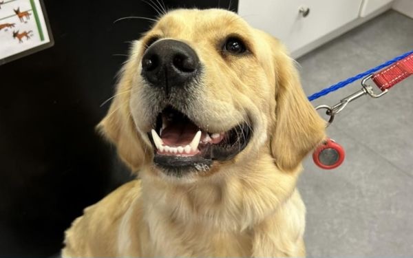 Dog on a leash at the clinic