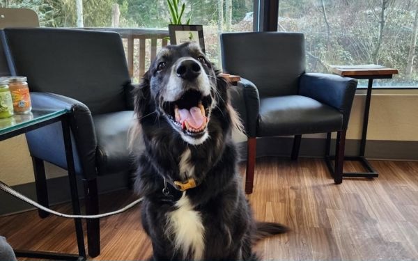 Dog sitting on a leash at the clinic