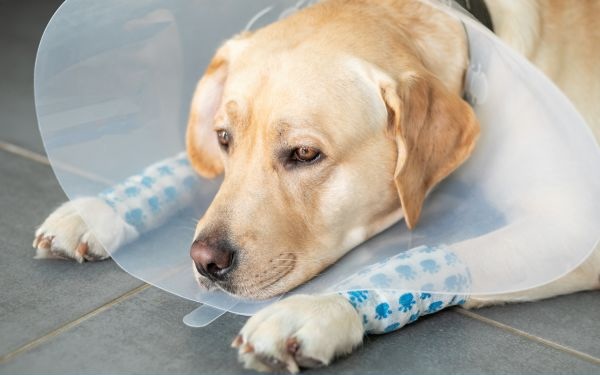 Dog sitting with two bandaged legs