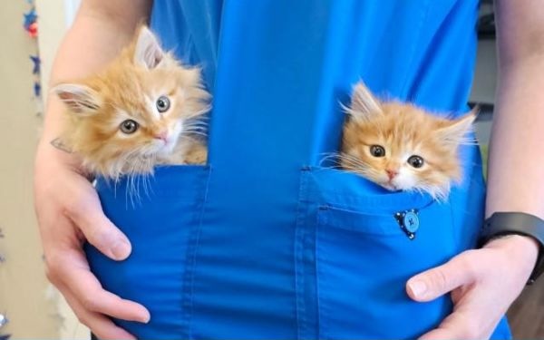 Kittens in a veterinary staff's pockets