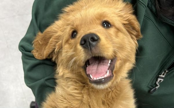 Puppy showing its teeth