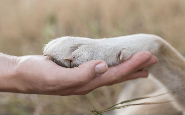 person holding a pet's paw