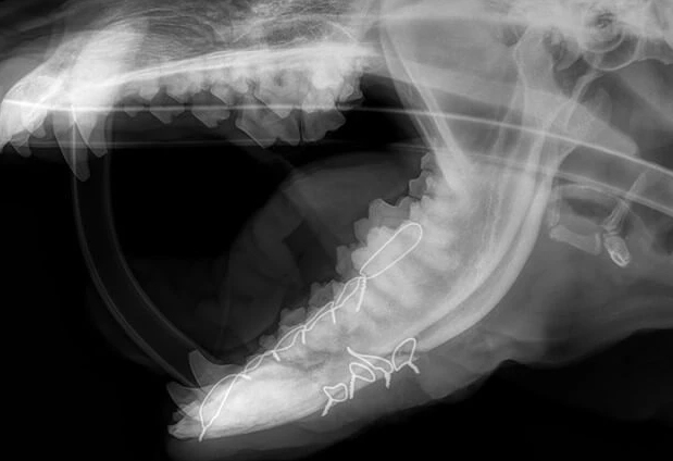 xray of Jaw Fracture Repair of pet