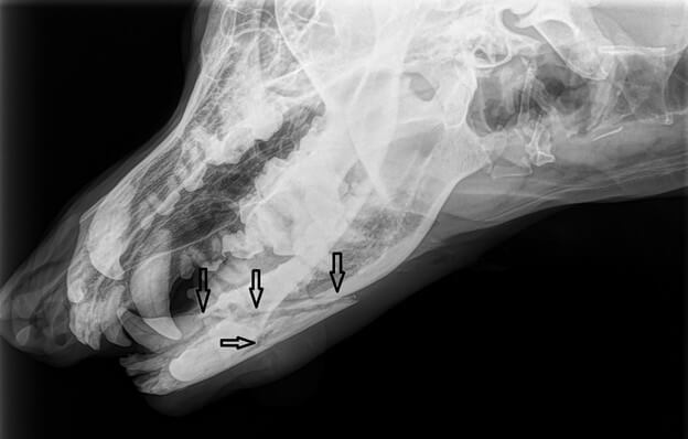 xray of Jaw Fracture Repair of pet