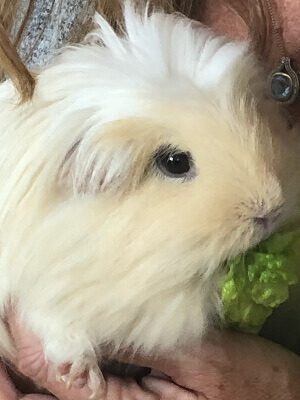 1 year old male guinea pig