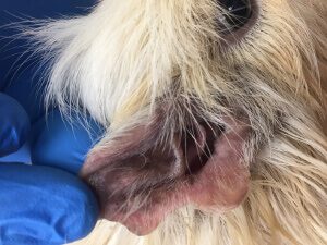 medical treatment of Sundance