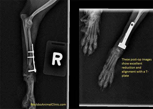 image shows that Little Bear’s prognosis was significantly improved.