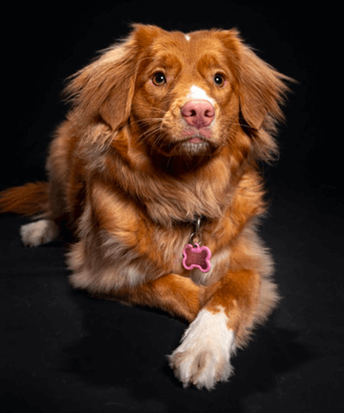 brown dog sitting on floor