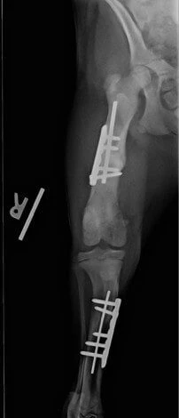 x ray of buddy