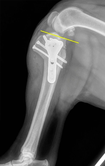 x ray of a pet