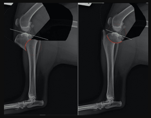dual xray plate of pet