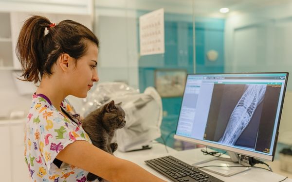 A veterinarian examines an Xray on a computer
