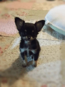 brave little bear