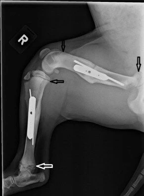 x ray of buddy