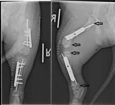 x ray of buddy