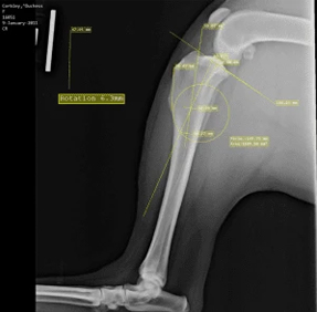 x ray of a pet