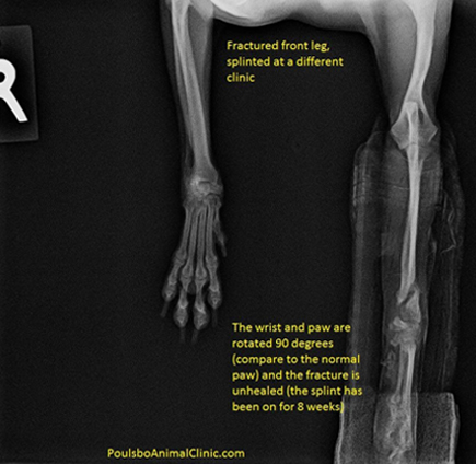 x ray of a pet