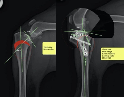 xray plate with info