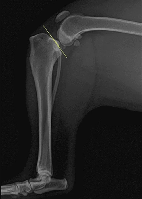 xray plate of pet